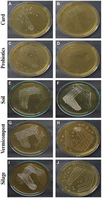 Homofermentative Lactobacilli isolated from organic sources exhibit potential ability of lactic acid production